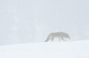 Winter Coyote